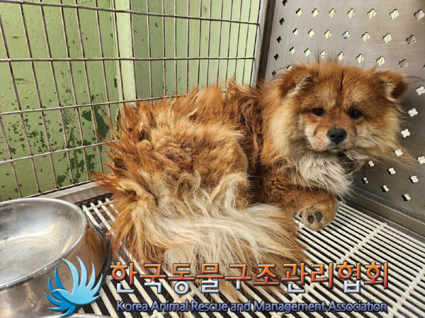 한국동물구조관리협회_441414202300188